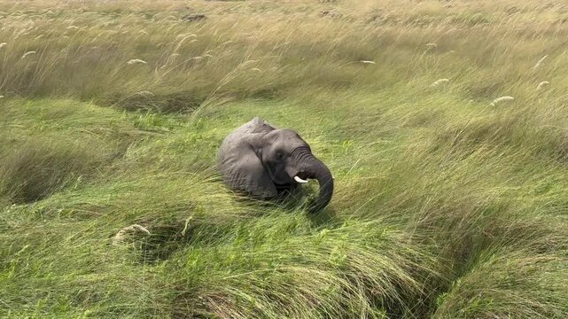 African bush elephant (Loxodonta africana) on the shores of Xakanaxa Lagoon in Moremi Game Reserve, Okavango Delta. Botswana.