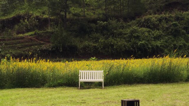 Serene empty white wooden bench in a peaceful yellow flower field. Beautiful garden landscape with lush green hills, perfect for relaxation and solitude themes