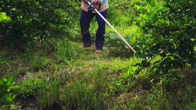 Farmer using a string trimmer to cut overgrown grass in an orchard. Outdoor agricultural work and landscaping in a rural field with a professional brush cutter tool