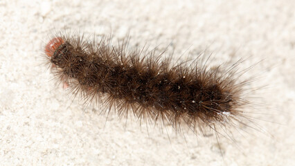 Close-up of fuzzy brown caterpillar with red head on gray textured ground © schankz