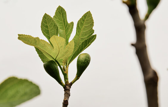 Figuiers . figues sur branches .jeunes feuilles de figuier.merci les fruits . espoir de r&eacute;colte ;