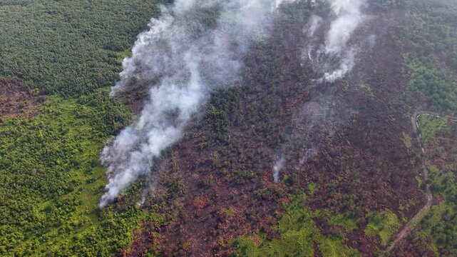 Smoke rises from burning forest floor