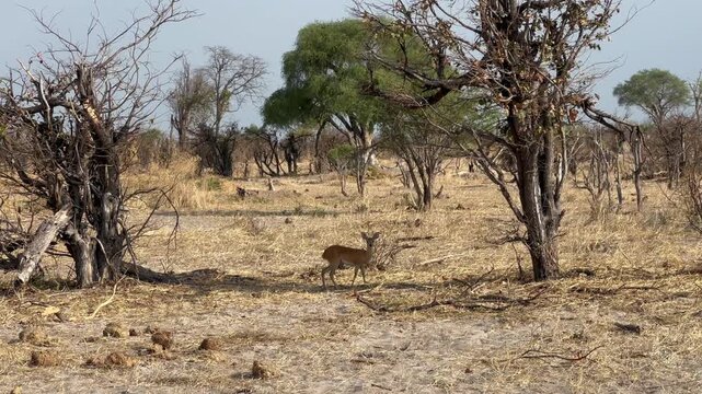 Steenbok (Raphicerus campestris) standing in a shade in Moremi Game Reserve, Botswana.