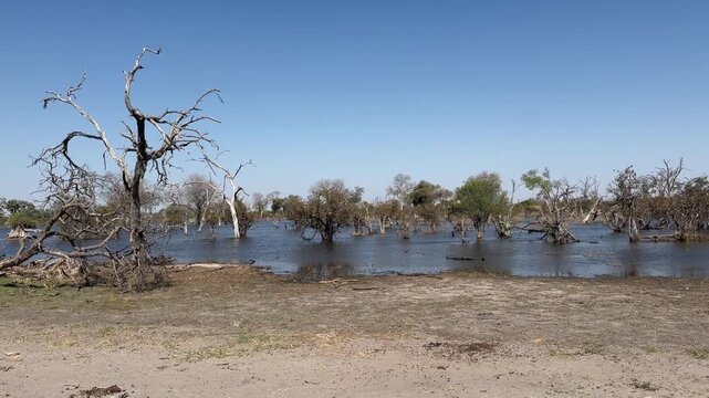 Dried trees in the Okavango Delta. Botswana.