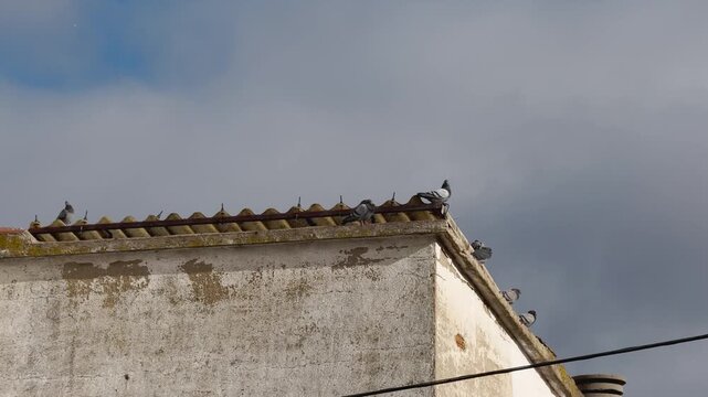 Slow motion shot of pigeons perched on a rooftop building corner, with one bird taking off from a group of seven in an urban environment.