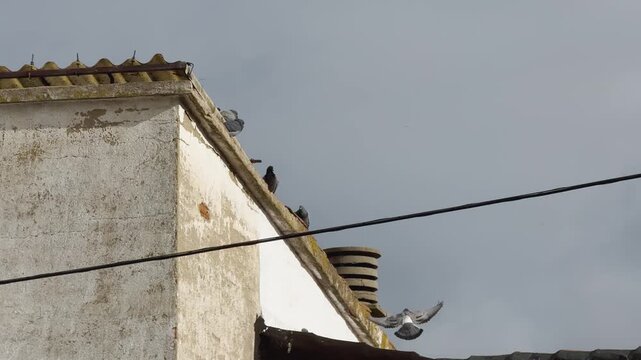 Slow motion shot of pigeons perched on a rooftop edge, with one bird taking off and leaving the group in an urban environment.