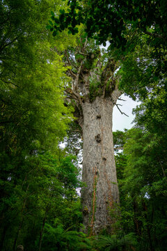 Tāne mahuta, giant kauri tree in new zealand forest