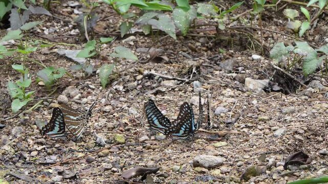 Great Jay butterfly, Graphium eurypylus acheron, eating mineral in tropical rain forest.