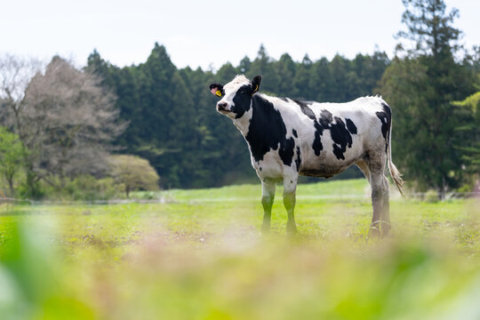 牛　ホルスタイン　酪農　畜産