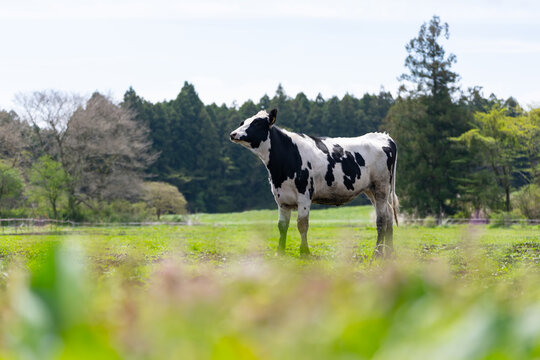 牛　ホルスタイン　酪農　畜産