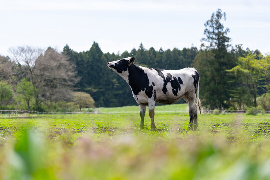 牛　ホルスタイン　酪農　畜産