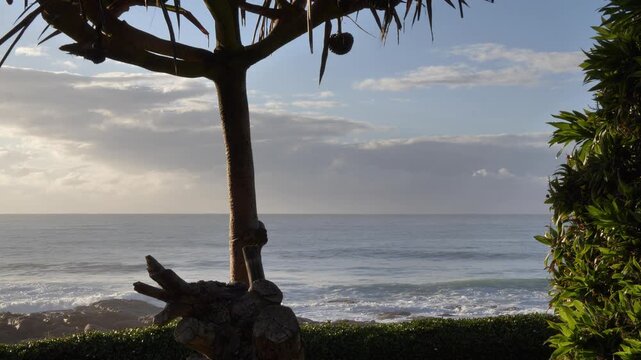 A serene coastal scene at sunrise features gentle waves rolling onto a rocky beach, framed by the silhouette of a pandanus tree with its distinctive fruit.