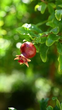 Small young pomegranate fruit ripening on tree branch with green leaves. Mediterranean garden nature concept, organic agriculture and future harvest, sunny orchard discovery, fresh Punica granatum