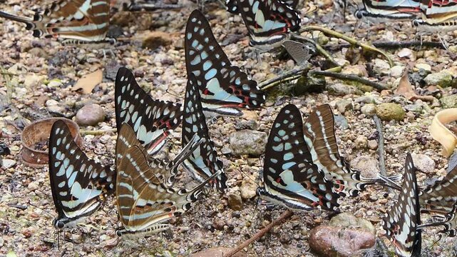 Great Jay butterfly, Graphium eurypylus acheron, eating mineral in tropical rain forest.