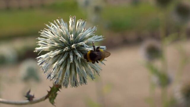 Close-up of a bumblebee foraging on a globe thistle flower in summer, collecting nectar and pollen, showcasing natural pollination in a vibrant garden, ideal for ecology and biodiversity themes.