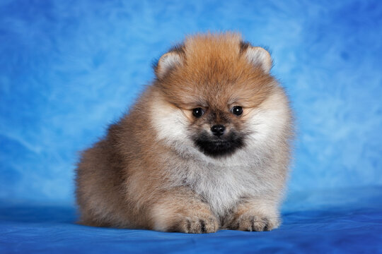 pomeranian spitz puppy lying on blue studio background