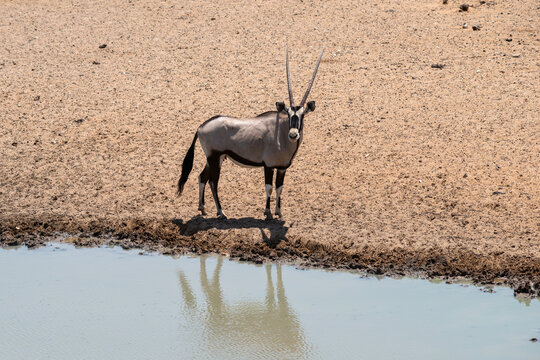 oryx antelope near water hole