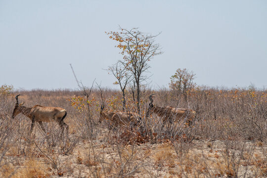 impalas herd in Namibia