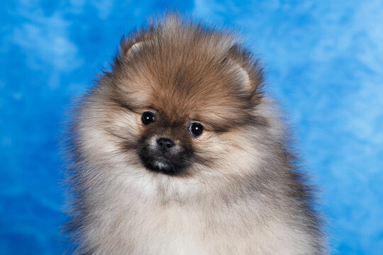 pomeranian spitz puppy portrait on blue background