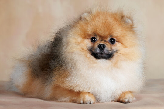 pomeranian spitz dog lying on beige studio background