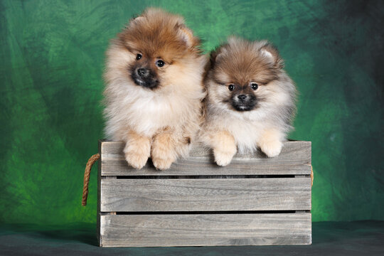 two cute pomeranian spitz puppies posing in a wooden box on green background