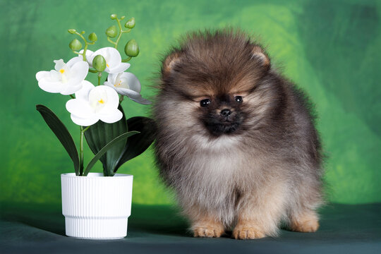 cute pomeranian spitz puppy posing on green background with an orchid in a pot