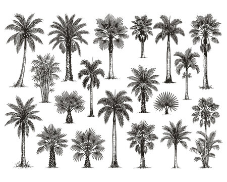 Vector diverse palm trees hand drawn sketch style isolated on transparent background.