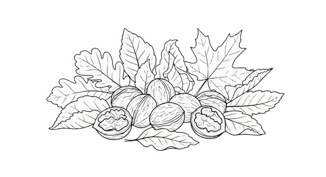 Artistic drawing of walnuts and autumn leaves in black and white outline
