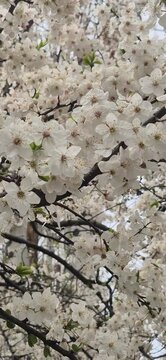 White blooming tree branches