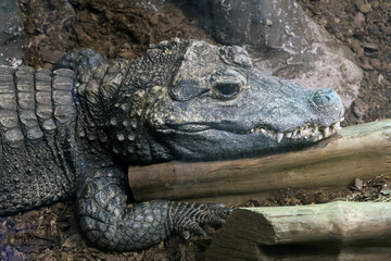 Fototapeta premium Resting Crocodile on Log in Natural Habitat - Wildlife and Nature Photography