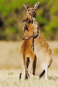 unbeatable love between kangaroo and baby 