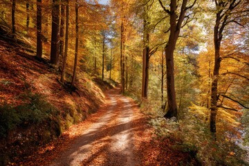 Fototapeta premium Forest trail blanketed in vibrant autumn leaves. Sunlight filters through the trees