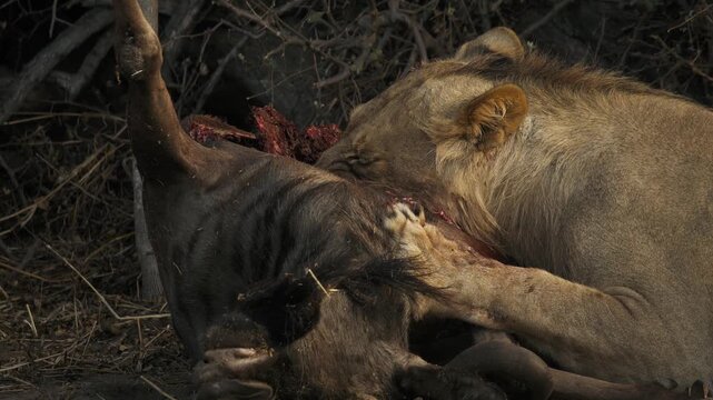 African Lion Tearing Meat in Natural Habitat