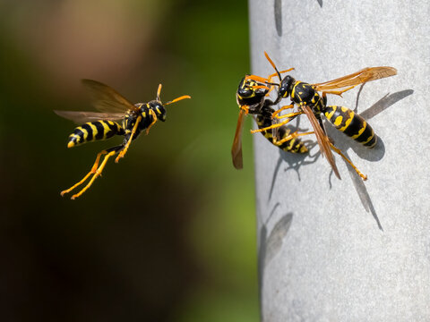 Haus-Feldwespe, Polistes dominula
