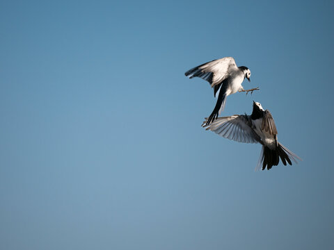Bachstelze, Motacilla alba