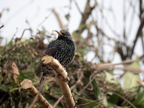 Star, Sturnus vulgaris