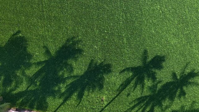 Aerial drone view of coconut tree shadows on paddy field
