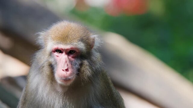 Close up of Japanese macaque monkey eating a piece of carrot in bright sunlight.