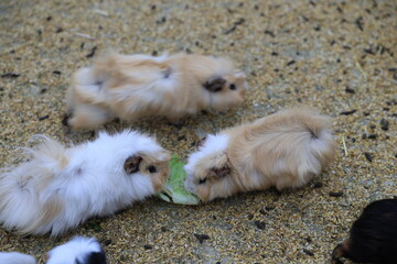 Obraz premium Cute long-haired guinea pigs eating lettuce together.