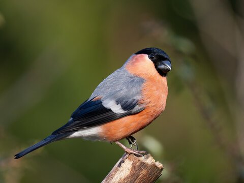Gimpel, Dompfaff, Eurasian bullfinch, Pyrrhula pyrrhula