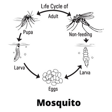 Educational biology diagram showing the complete life cycle of a mosquito including eggs, larva, pupa and adult stages.