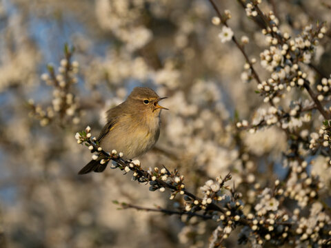 Zilpzalp, Phylloscopus collybita