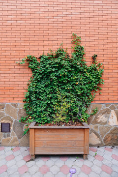 Vines grow on a brick wall beside a wooden planter in the backyard