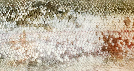 Salmon .Fish skin texture .Texture background stain overlay used fish scale © Alina