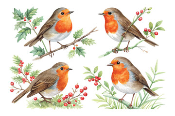 Fototapeta premium set of Watercolor Robin Bird Illustration, Cute Garden Bird Clipart, isolated on white background