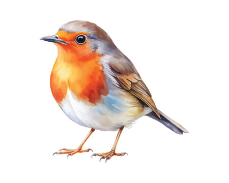 Watercolor Robin Bird, Cute Garden Bird Clipart, vector illustration isolated on white background