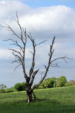 Abgestorbener Baum am Rand einer Wiese