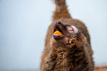 Fototapeta premium Lemur Eating Food Looking Up Close Up