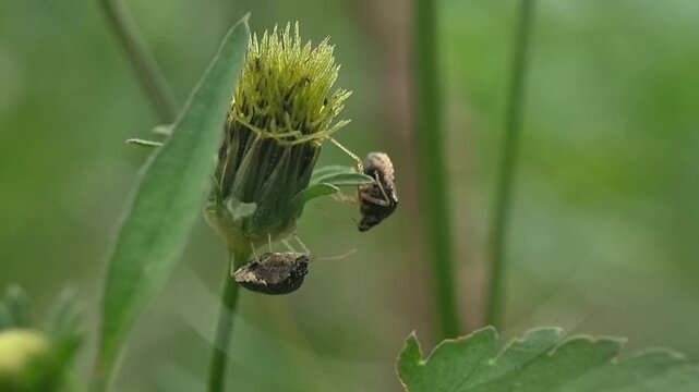 Two Shield Bugs on Wild Flower Bud, 4K Macro Slow Motion Nature Shot