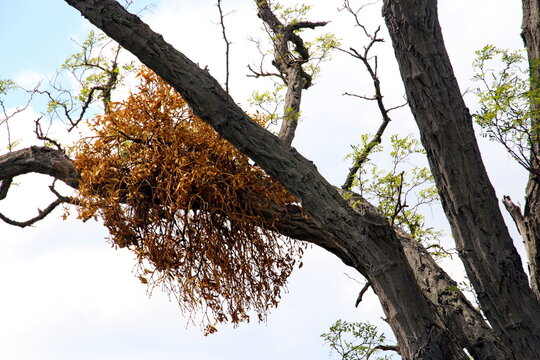 Vertrocknete Misteln auf einem Baum
